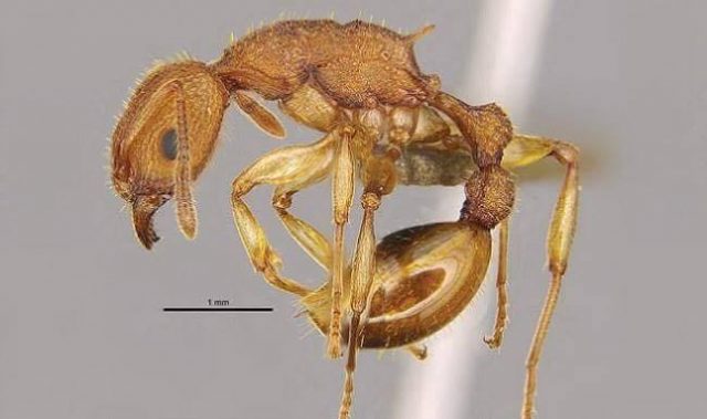 Scientists In Hong Kong Discover New Golden Tree Ant Species