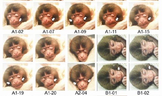 So Cute! Baby Monkeys Reveal The Significance of Smiles