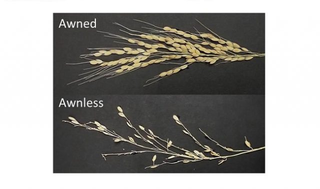 The Secret Behind Bristle-Free Asian Rice? Human Selection.