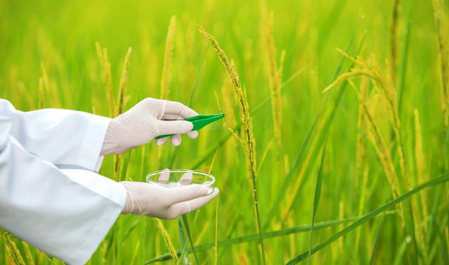 How To Increase Rice Yield? Make Stronger Hybrids