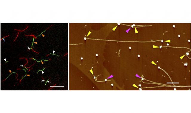 Growing Nanowires From Alzheimer-Causing Amyloid Peptides