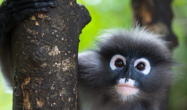 No Monkey Business: Successful Eye Stem Cell Transplant In Monkeys