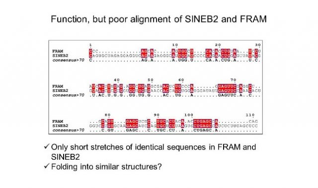 Human Antisense RNA Can Boost Protein Expression, Not Only Repress It