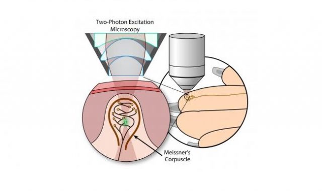 Time-Lapse Observation Of Sensory Receptors In Living Skin