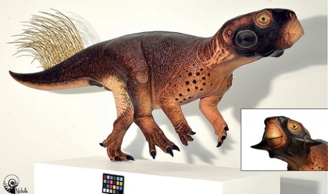 Laser Imaging Reveals Skin Color Of Triceratops’ Cousin