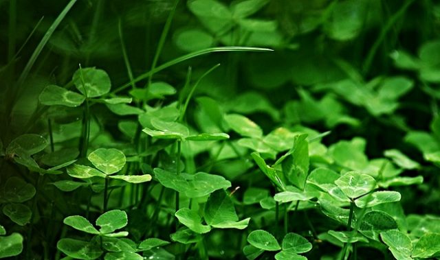 Lucky Them! Scientists Sequence The Clover Genome