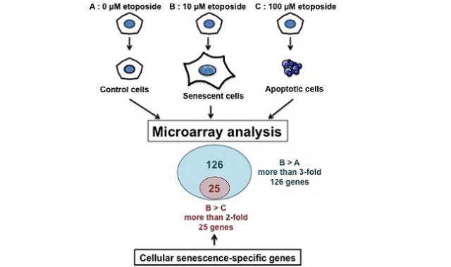 Stop Right There! These Genes Cause Cell-Cycle Arrest