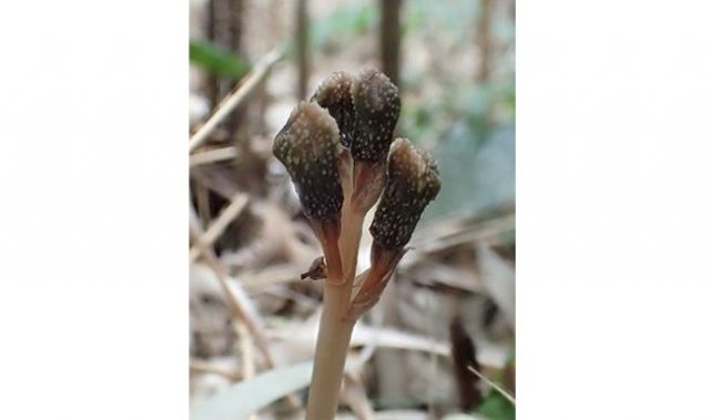 Researchers Discover Fungal-Plant Hybrid That Practices ‘Closed Marriage’