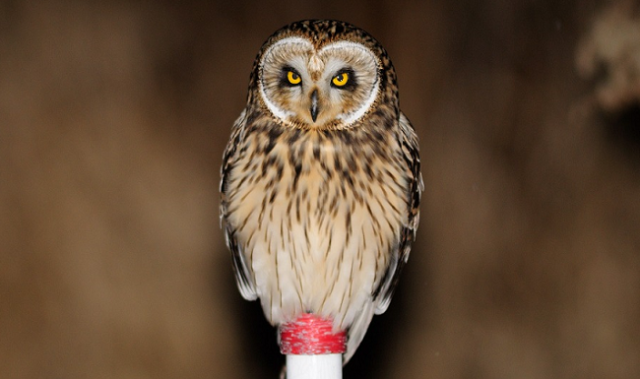 Shhh! Traffic Noise Messes Up Owl Hunts