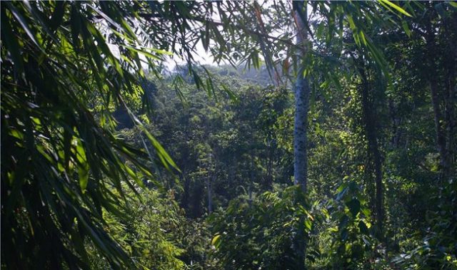 Even Small Scale Agriculture Threatens Rainforests: Study