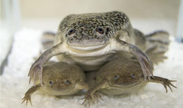 The Curious Case Of A Frog’s Extra Chromosomes