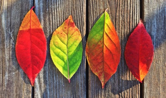 This Gene Is Responsible For Autumn’s Colors