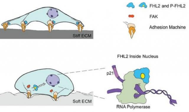 The Softy Moving Story Of A Protein Called FHL2
