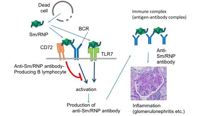 In this study, the authors demonstrated that the B lymphocyte inhibitory receptor CD72 specifically inhibits activation of anti-Sm/RNP B lymphocytes by binding to Sm/RNP, thereby preventing development of SLE. Credit: TMDU
