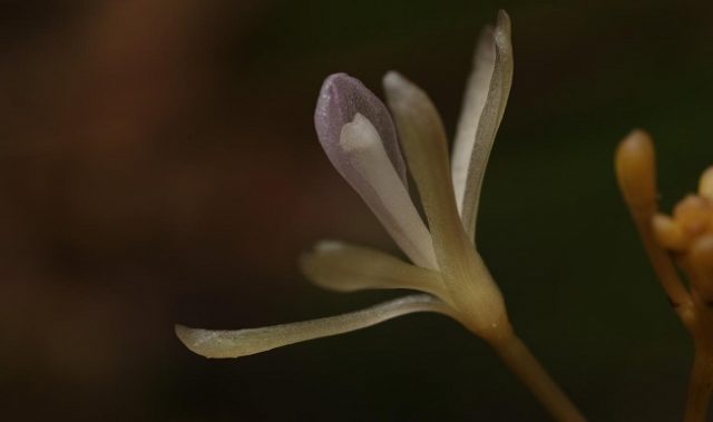 This Newly-Discovered Orchid’s A ‘Cheater’