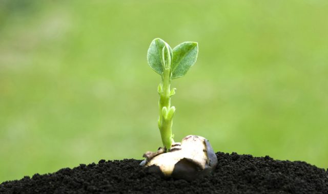 How Non-Native Herbivores Wiped Out A Native Cycad Tree