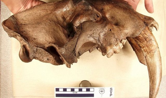 Fossilized Skull Of World’s Biggest Saber-Toothed Cat Found In China