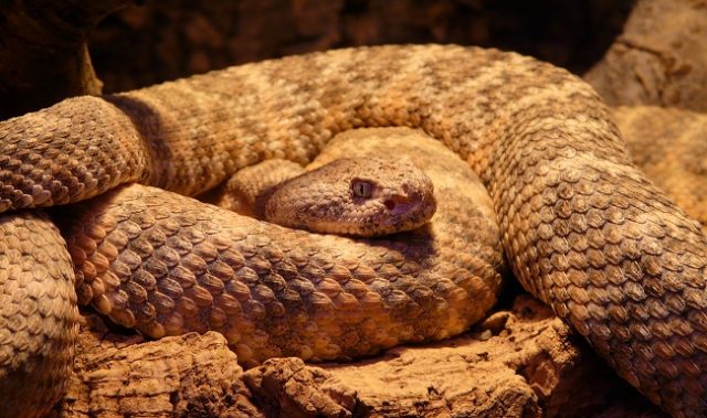 Human Sight Especially Sensitive To Snakes