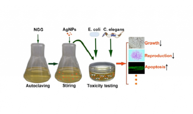 Nanoparticles Get Passed Up The Food Chain