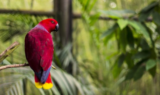 Do The Tropics Have More Colorful Birds? Not Really.