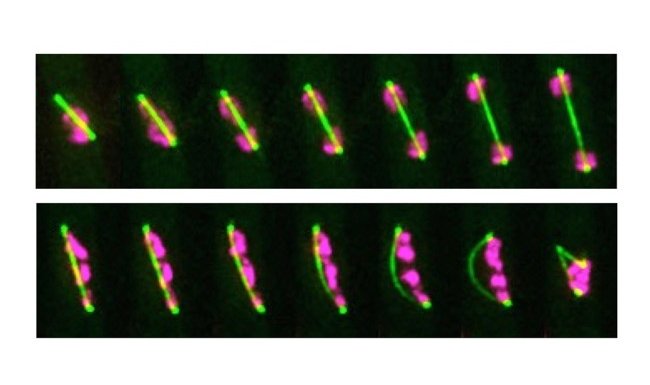 Top: The normal appearance of fission yeast following replication and subsequent separation. Chromosomes are seen in pink and the mitotic spindle is in green.  Bottom:  ICRF-193 treated cells, which are unable to separate normally. The chromosomes can partially separate, as seen in the far left, but as the spindle elongates, it is unable to further separate the chromosomes, eventually bending and snapping, as seen in the far right of the figure.  Credit: OIST.