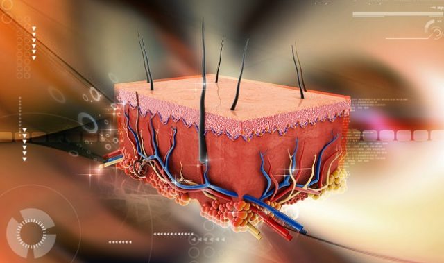 Here’s Why Our Skin Doesn’t Leak