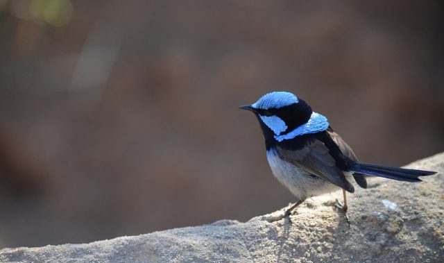 As The Planet Heats Up, Fairy-Wrens Lay Larger Eggs