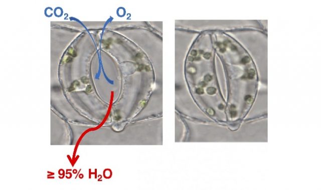 How An Amino Acid Can Control A Plants’ Breath
