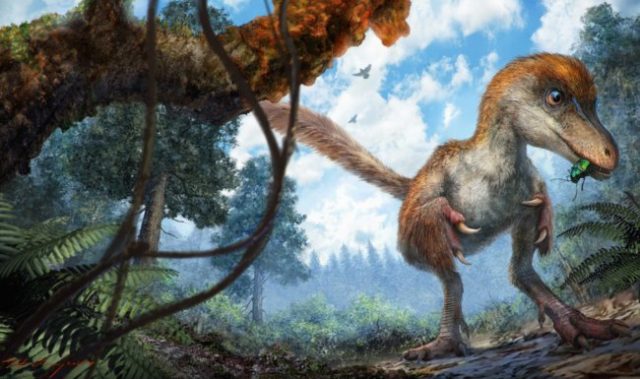 Feathered Dinosaur Tail Found Preserved In Amber