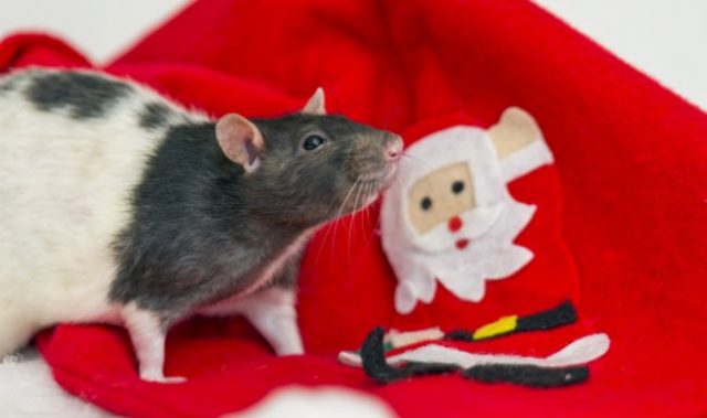 Gift Ideas For Lab Rats