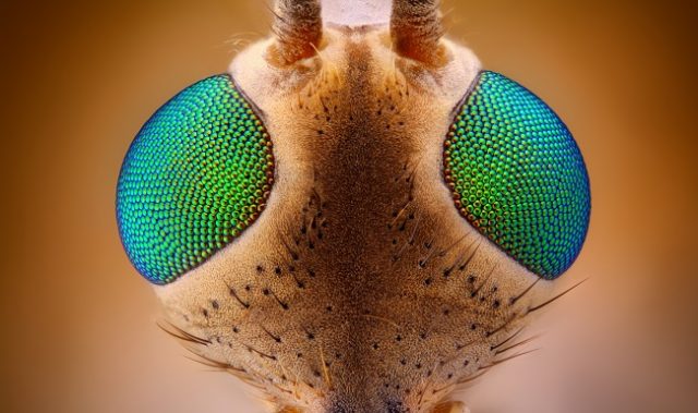 What Mice And Fly Reproduction Have In Common