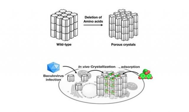Modified Protein Crystals Make Molecule-Sized Storage Box
