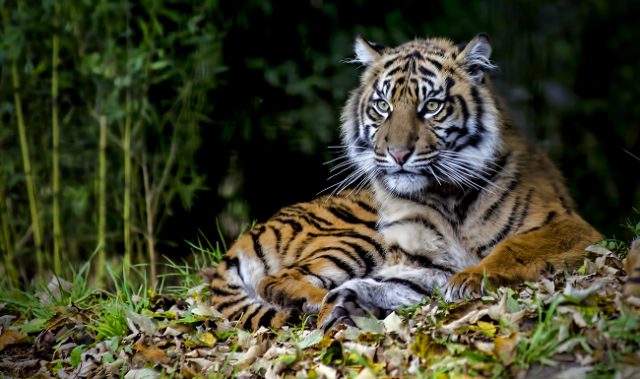 India’s Carnivores Co-Exist Peacefully