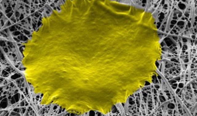 Nanofiber Matrix Improves Stem Cell Growth