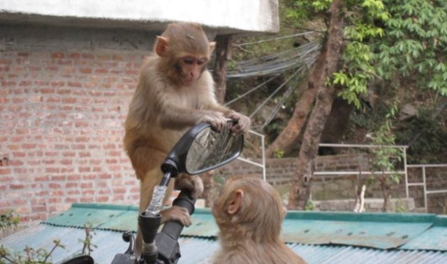 Monkeys Pass Mirror Test For Self-Awareness