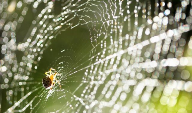Spider Silk Inspires Artificial Muscles