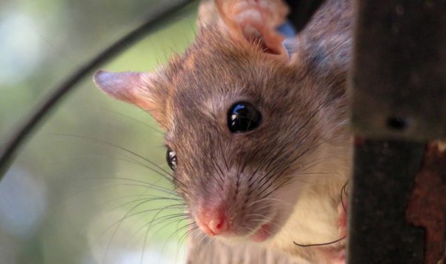 Expanding The Mouse Genome