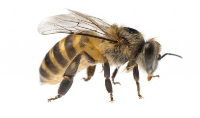 Asia’s Bee Mites Alarmingly Resistant