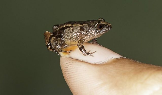 Seven New Night Frogs Discovered In India