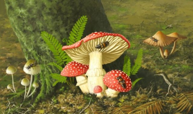 Mushroom Munchers Shed Light On How Fungi Evolved