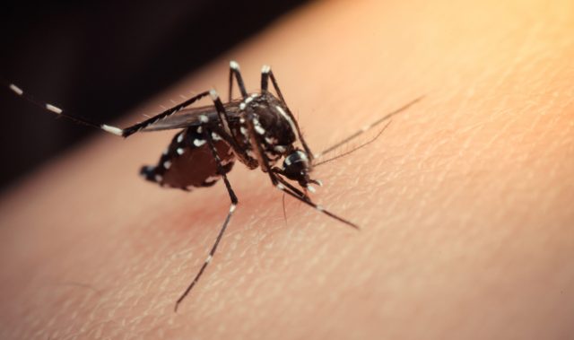 A*STAR & Chugai’s Anti-Dengue Antibody Project Receives GHIT Funding