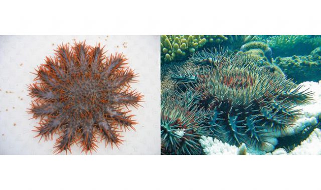 Revealing The Demon Starfish’s Weakness Through Its Genes