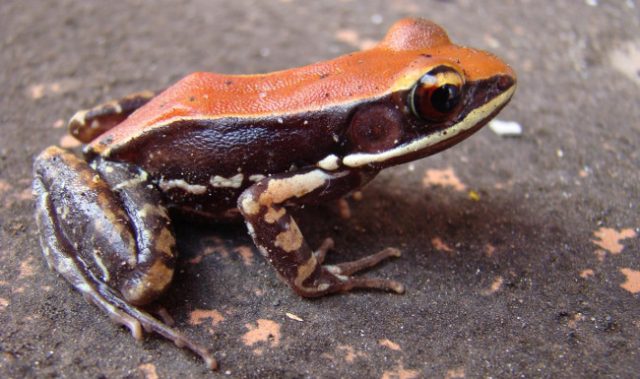 Frog Mucus Yields Virus-Killing Peptides