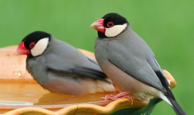 For Java Sparrows, Songs Are Less Important Than Dance