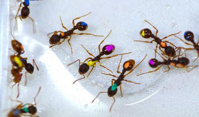 What Ants Can Teach Us About Making Rational Collective Decisions