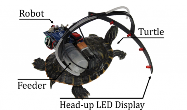 Training Turtles With Parasitic Robots