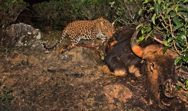 Leopards Love Indian Tea Gardens