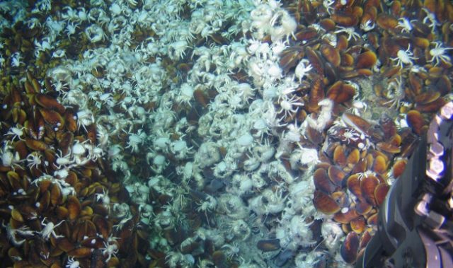 Decoding The First Sea Mussel Genome