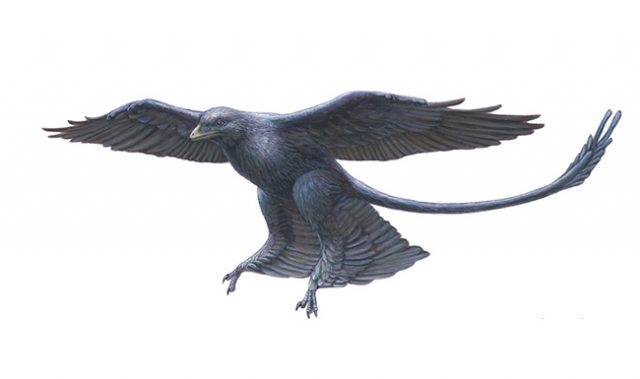How Dinosaurs Morphed Into Birds