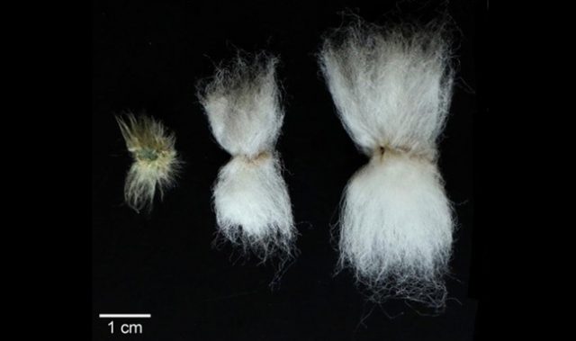 Improving Cotton Without Modifying Its Genes